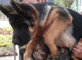 北京德国牧羊犬价格多少钱