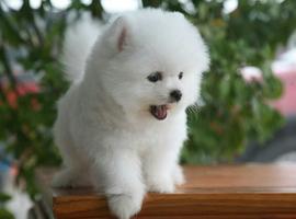 北京博美犬价格多少钱