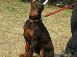 杜宾多少钱一只