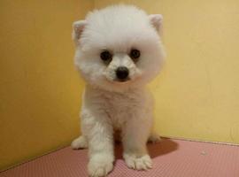 北京博美犬价格多少钱