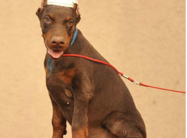 杜宾多少钱一只