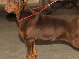 杜宾多少钱一只