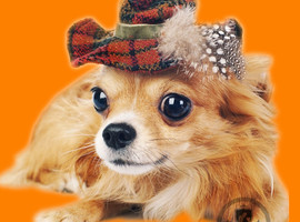 北京吉娃娃价格多少钱