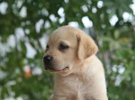 北京拉布拉多价格多少钱