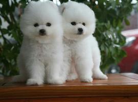 北京博美犬价格多少钱