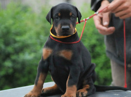 杜宾多少钱一只