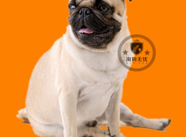 北京巴哥犬价格多少钱