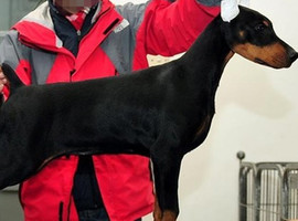 杜宾多少钱一只