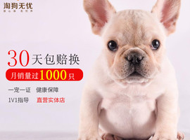 法国斗牛犬多少钱一只