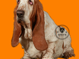 北京巴吉度犬价格多少钱