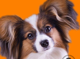 北京蝴蝶犬价格多少钱