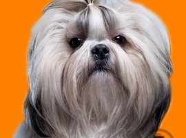 北京西施犬价格多少钱