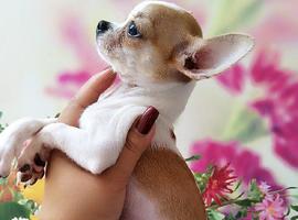 北京吉娃娃价格多少钱