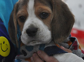 北京比格犬价格多少钱