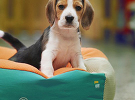 北京比格犬价格多少钱