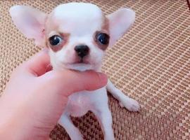 北京吉娃娃价格多少钱