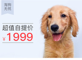 北京金毛犬价格多少钱