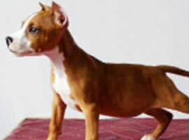 北京比特犬价格多少钱