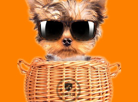 北京约克夏犬价格多少钱