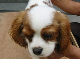 北京查理王幼犬价格多少钱