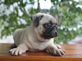 北京巴哥犬价格多少钱