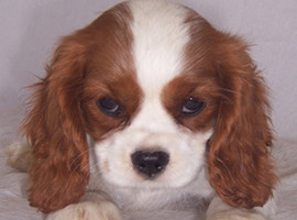 北京查理王幼犬价格多少钱