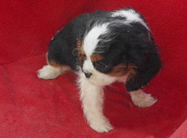 北京查理王幼犬价格多少钱