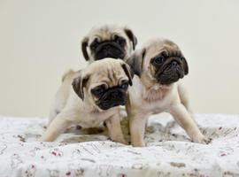 北京巴哥犬价格多少钱