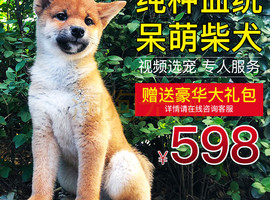 纯种柴犬多少钱一只