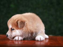 纯种柴犬多少钱一只