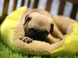 北京巴哥犬价格多少钱