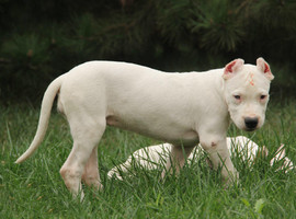北京杜高犬价格多少钱