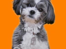 北京马尔济斯犬价格多少钱