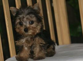 北京约克夏犬价格多少钱