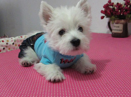 北京西高地白梗价格多少钱