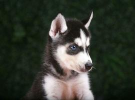 北京哈士奇价格多少钱