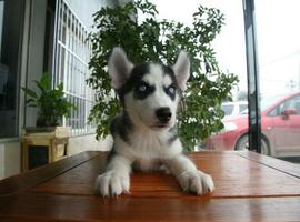 北京哈士奇价格多少钱