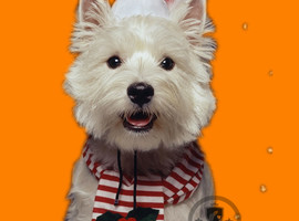 北京西高地白梗价格多少钱