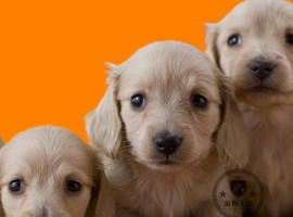 北京腊肠犬价格多少钱