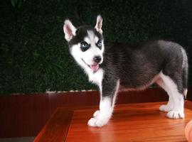 北京哈士奇价格多少钱