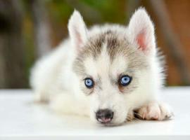 北京哈士奇价格多少钱