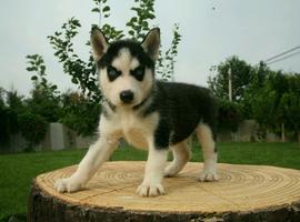 北京哈士奇价格多少钱