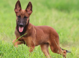 北京马犬价格多少钱 马犬犬舍