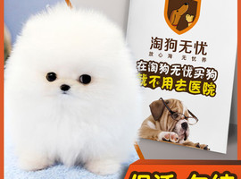 北京博美犬价格多少钱