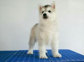 北京哈士奇价格多少钱