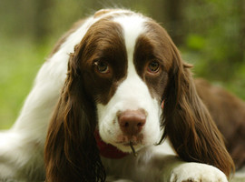 史宾格幼犬多少钱一只