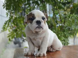 北京英国斗牛犬价格多少钱