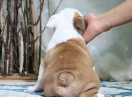 北京英国斗牛犬价格多少钱