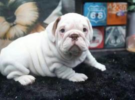 北京英国斗牛犬价格多少钱