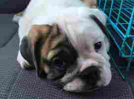 北京英国斗牛犬价格多少钱